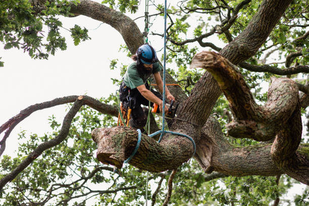 Trusted Burnt Store Marina, FL Tree Services Experts